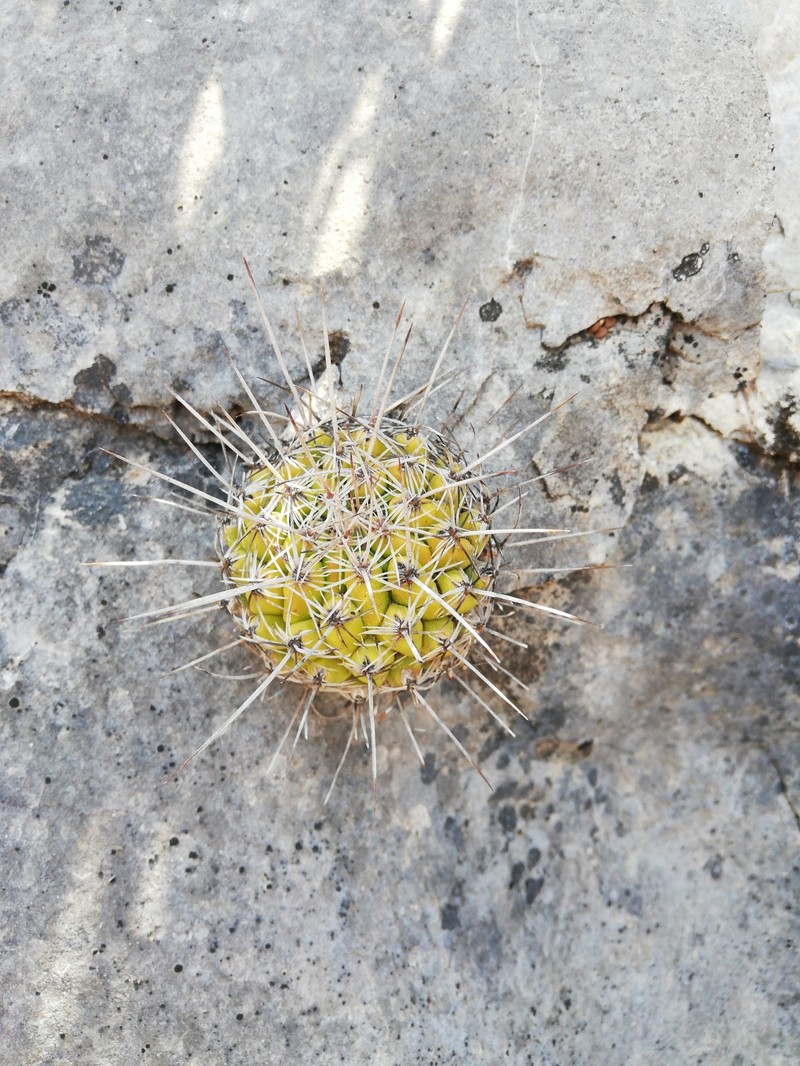 Thelocactus conothelos subsp. conothelos photo 4