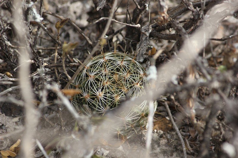 Miniature Barrel Cactus photo 3