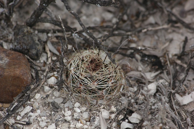 Miniature Barrel Cactus photo 4