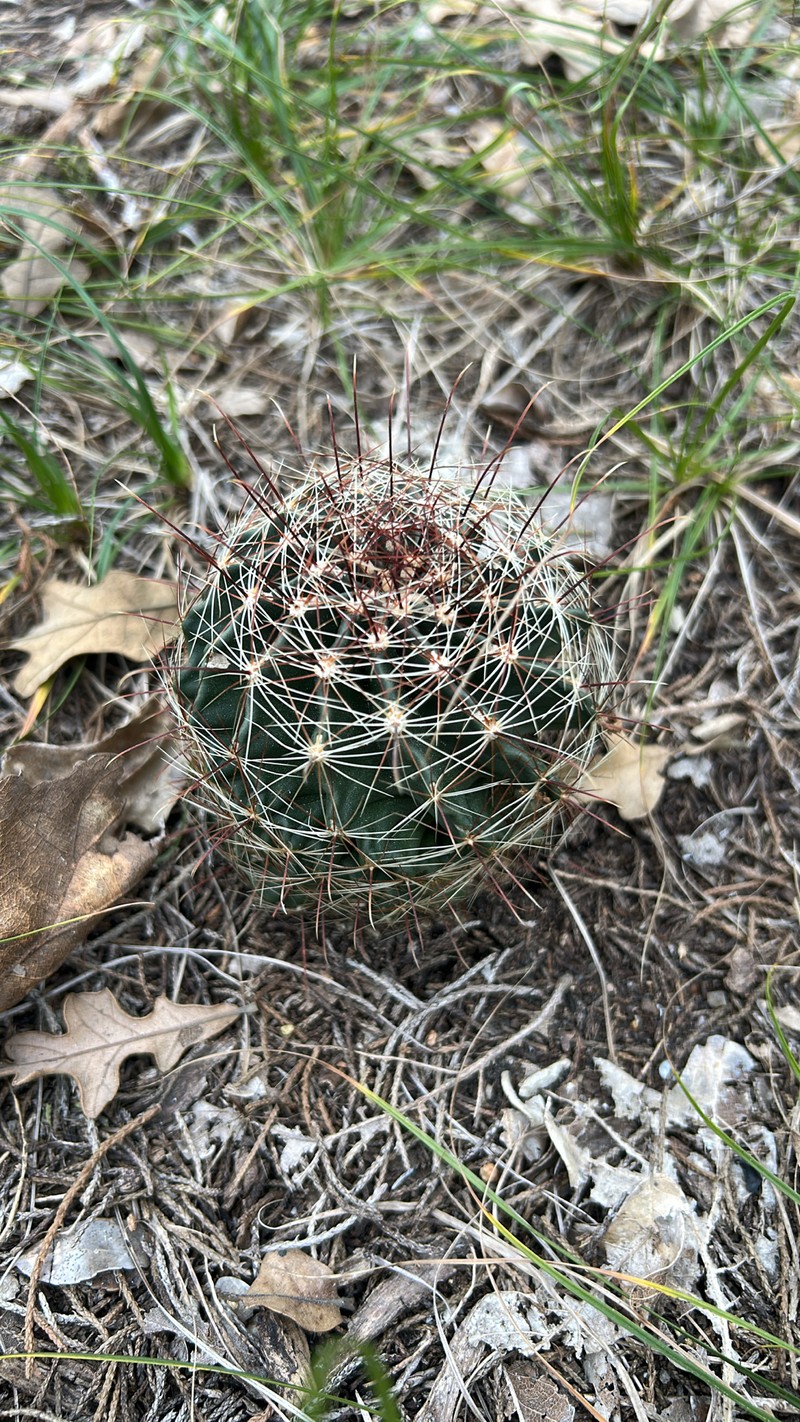 Miniature Barrel Cactus photo 5