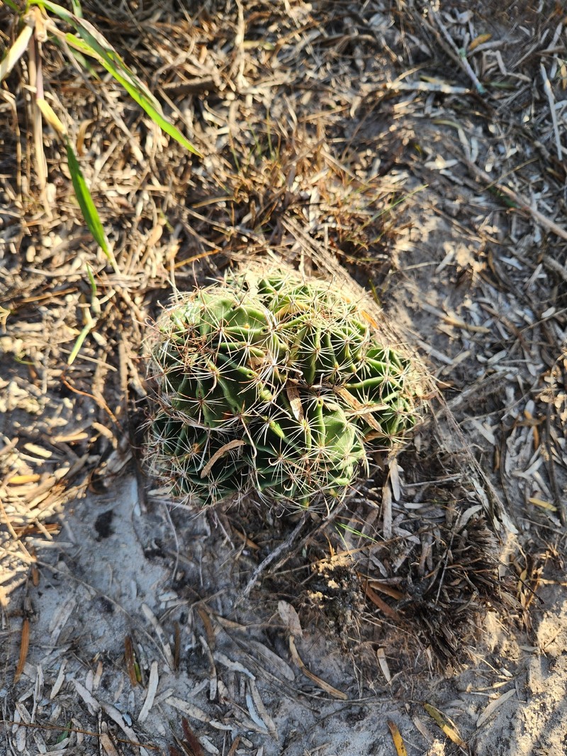 Miniature Barrel Cactus photo 6