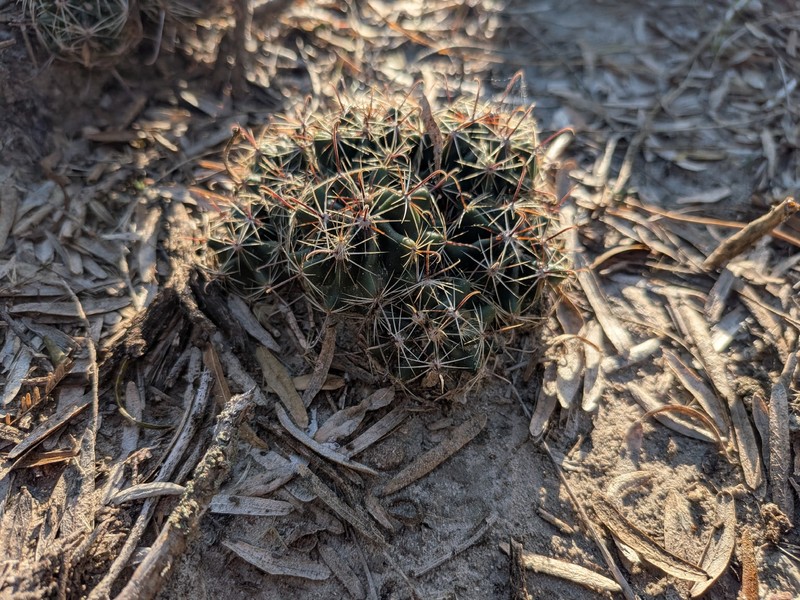 Miniature Barrel Cactus photo 7