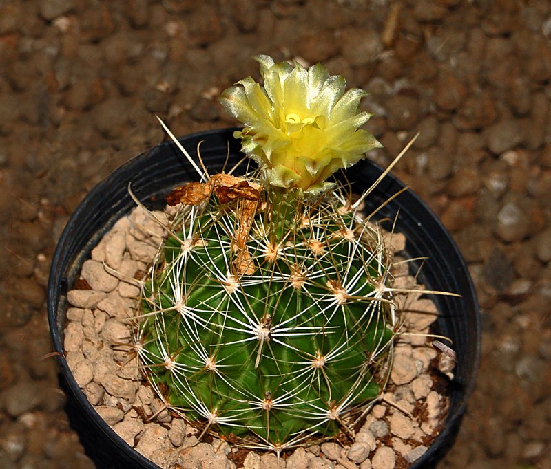 Miniature Barrel Cactus