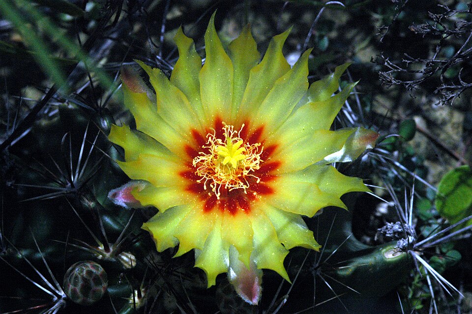 Miniature Barrel Cactus photo 2