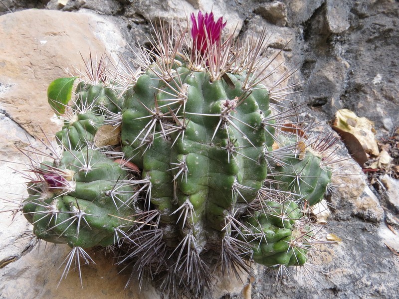 Thelocactus tepelmemensis