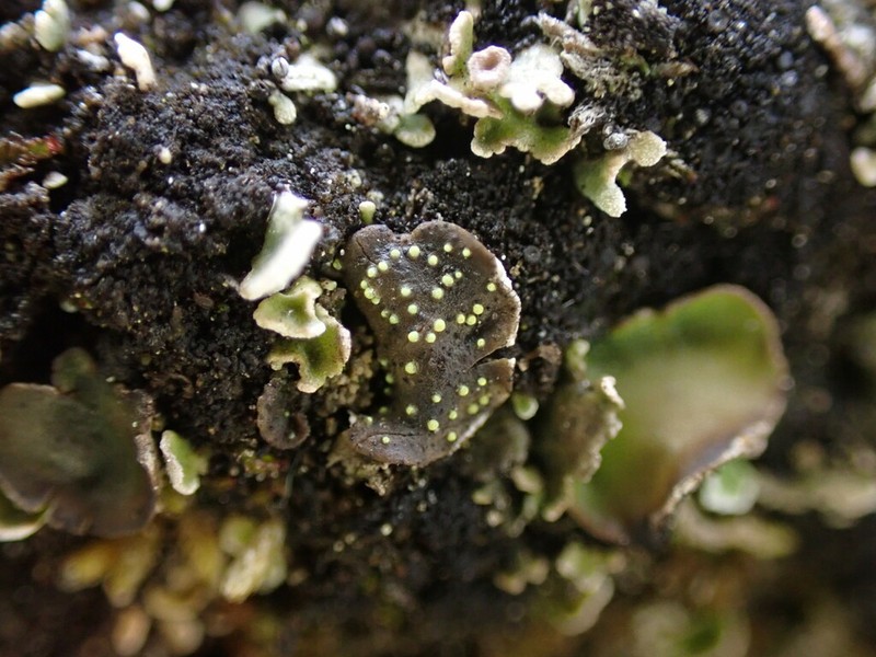 Thelocarpon Lichen