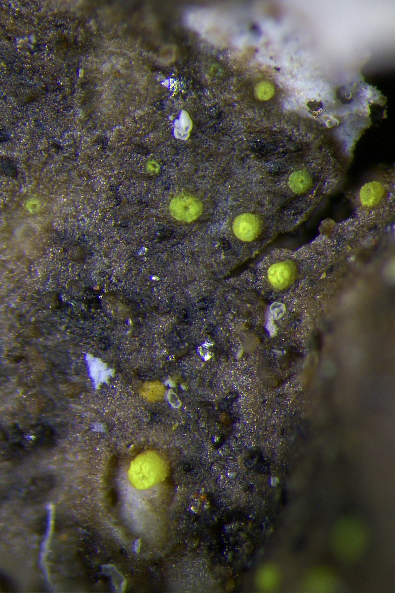 Thelocarpon Lichen photo 2