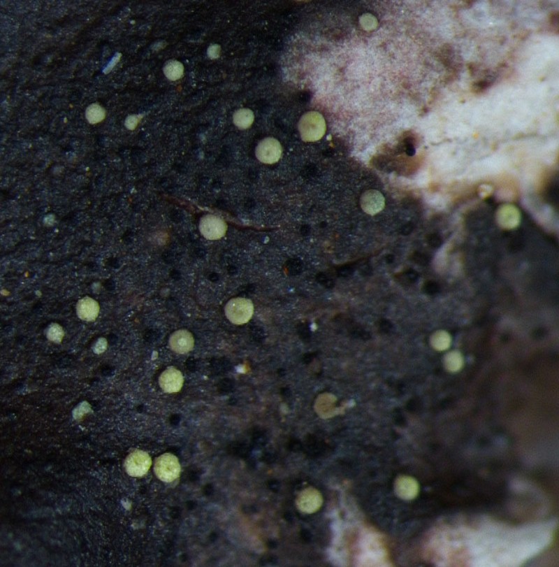 Thelocarpon Lichen photo 3
