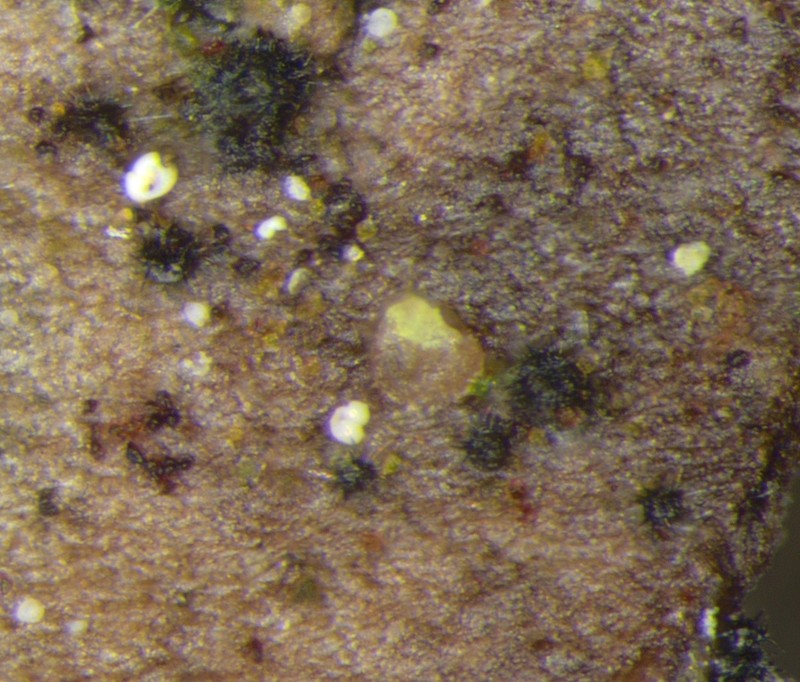 Thelocarpon Lichen photo 4
