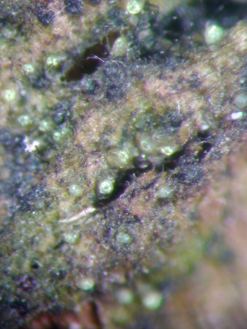 Thelocarpon Lichen photo 5