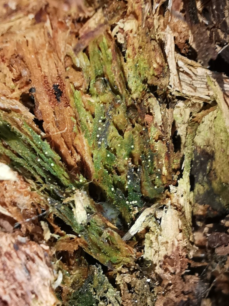 Thelocarpon Lichen photo 6