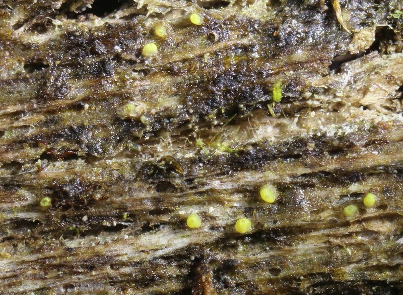 Thelocarpon Lichen photo 7