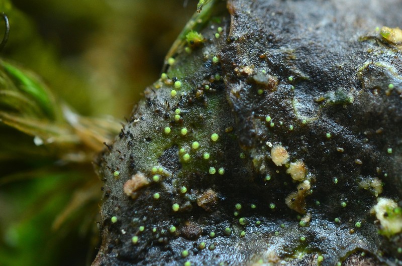 Thelocarpon Lichen photo 8