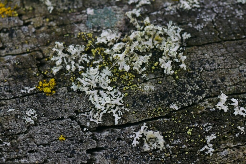 Laurer's Thelocarpon Lichen