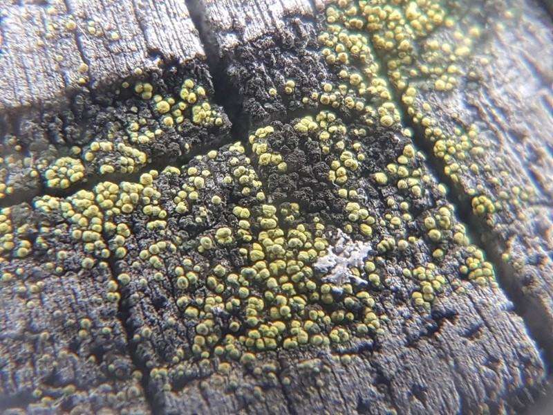Laurer's Thelocarpon Lichen photo 2