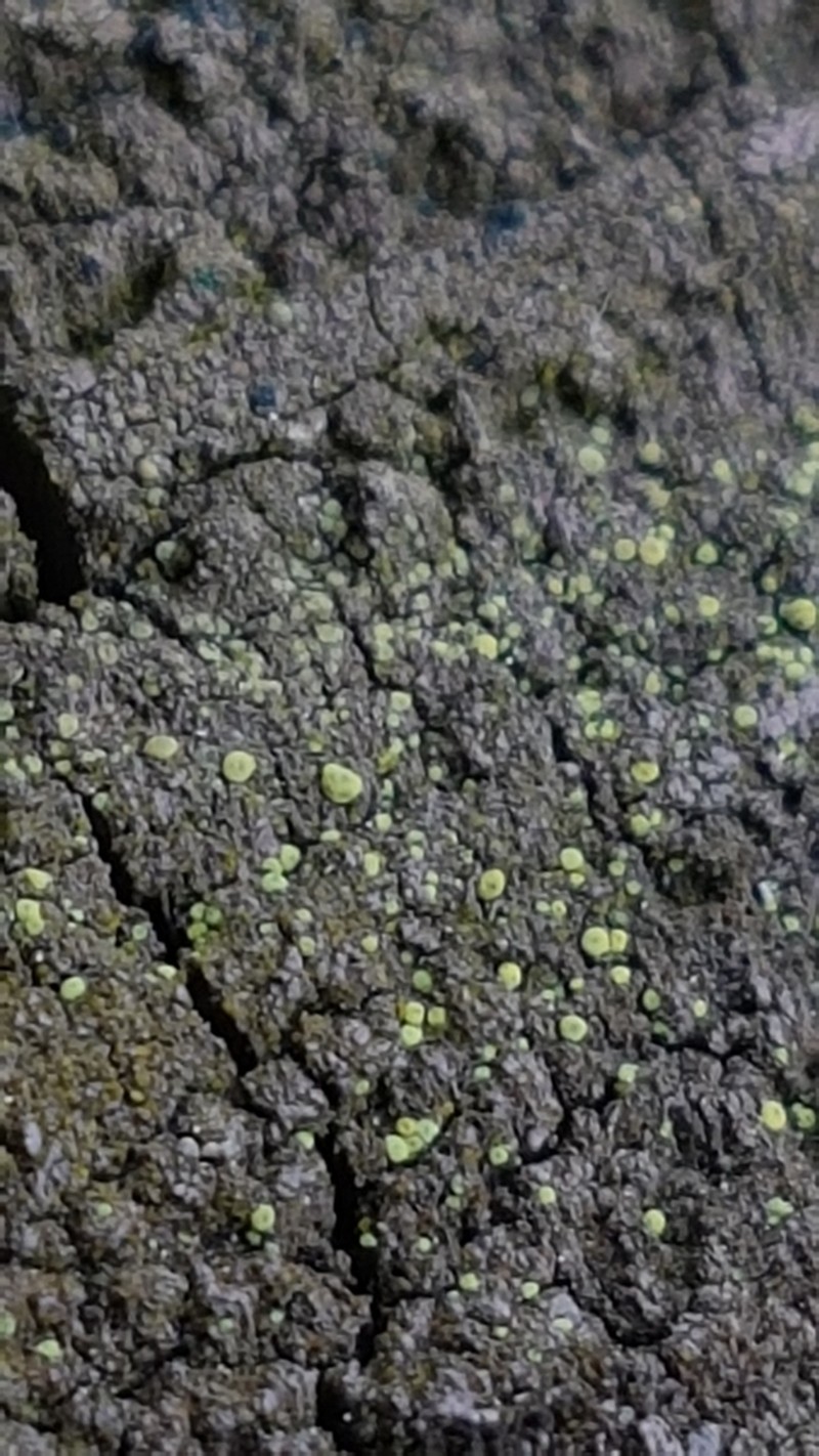 Laurer's Thelocarpon Lichen photo 3