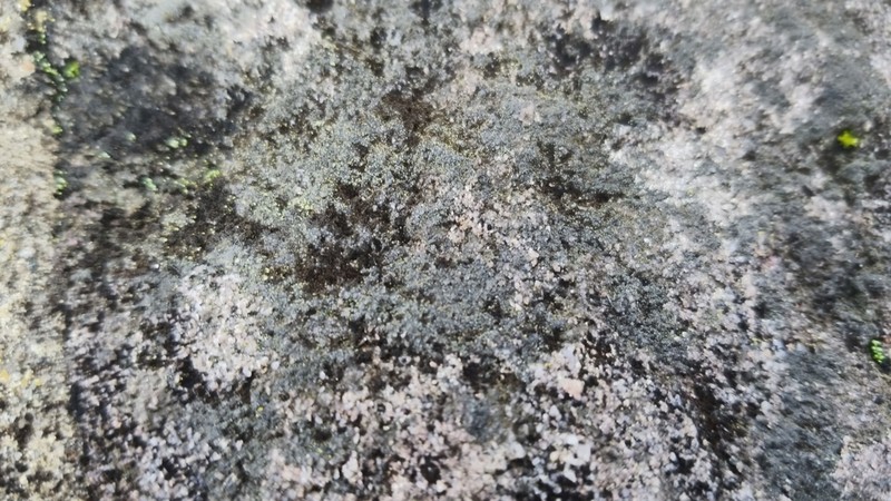 Laurer's Thelocarpon Lichen photo 4