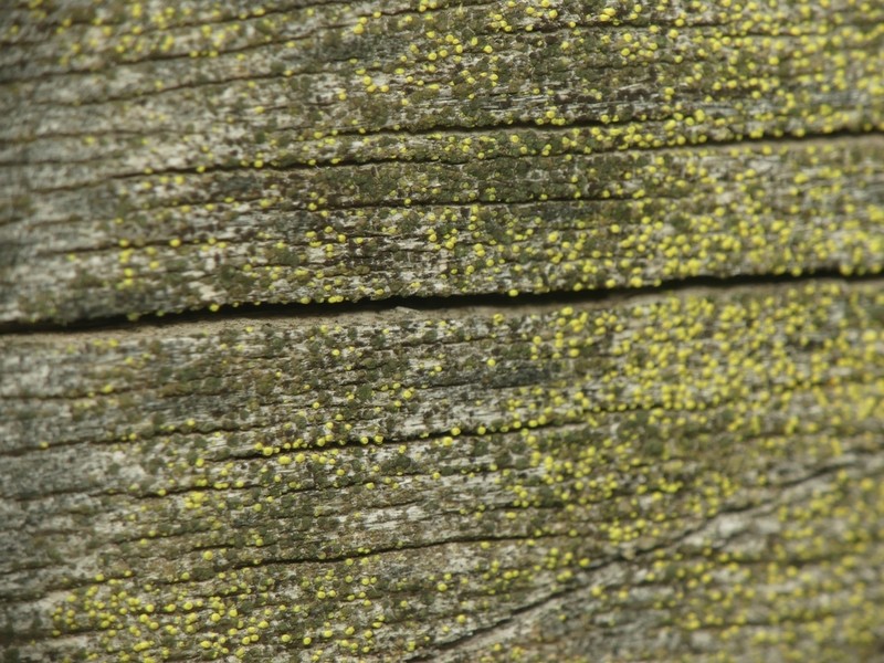 Laurer's Thelocarpon Lichen photo 5