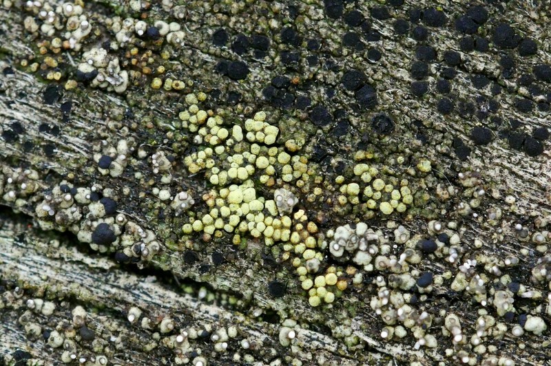 Laurer's Thelocarpon Lichen photo 6