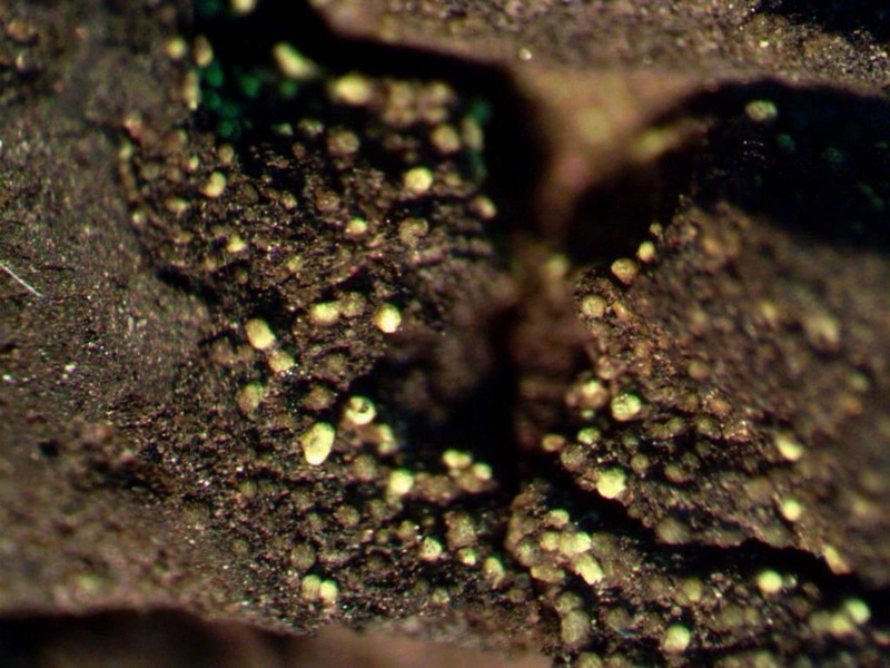 Laurer's Thelocarpon Lichen photo 7