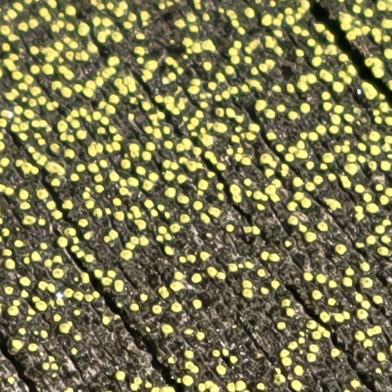 Laurer's Thelocarpon Lichen photo 8