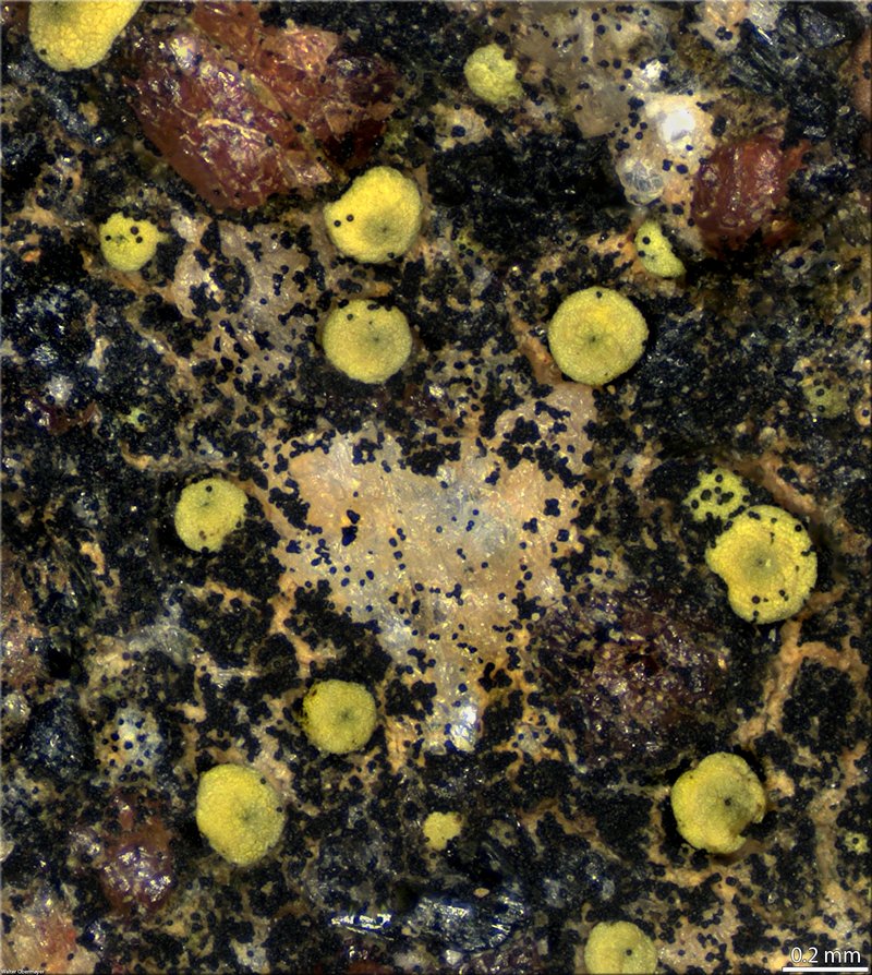 Laurer's Thelocarpon Lichen