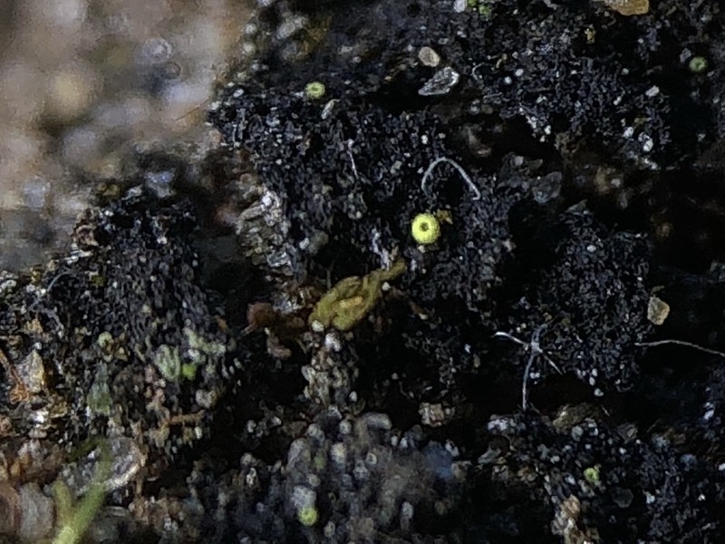 Thelocarpon Lichen