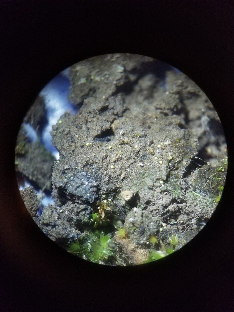 Thelocarpon Lichen photo 2