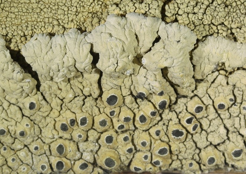 California Thelomma Lichen
