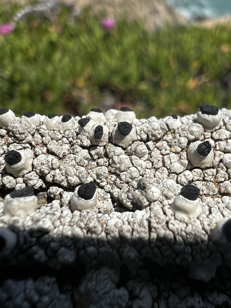 California Thelomma Lichen photo 2