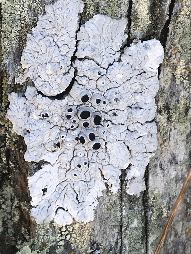 California Thelomma Lichen photo 3