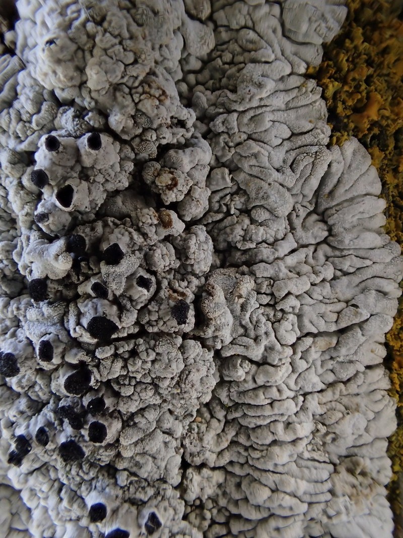 California Thelomma Lichen photo 4