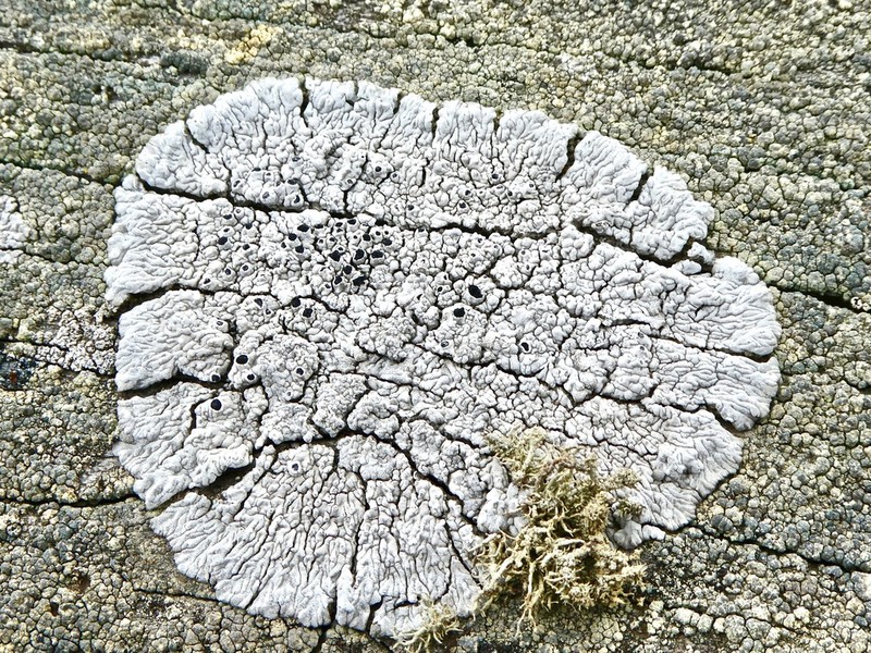 California Thelomma Lichen photo 5