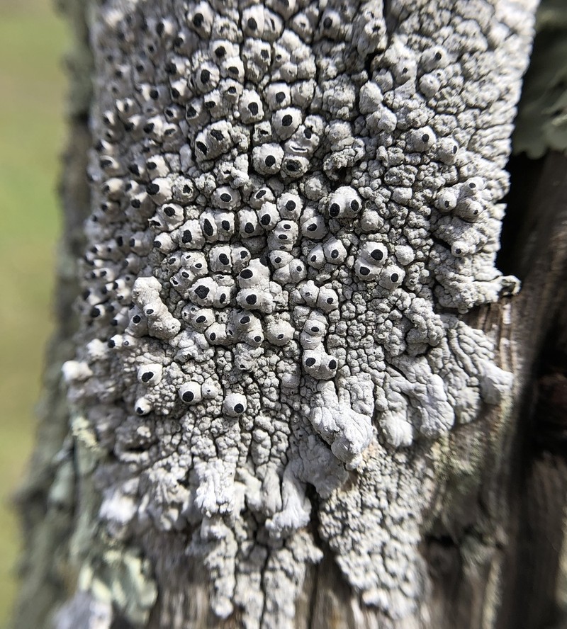 California Thelomma Lichen photo 6