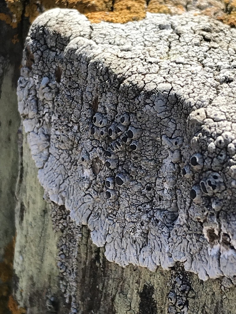 California Thelomma Lichen photo 8