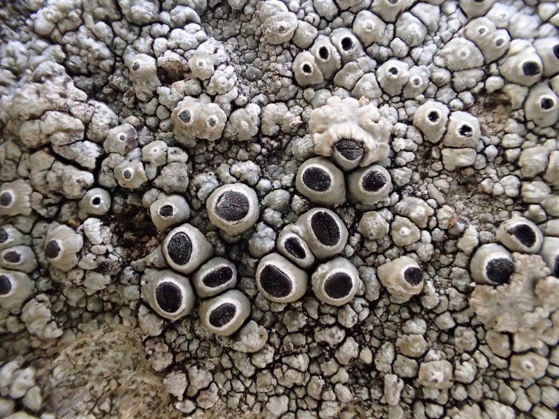 Thelomma Lichen