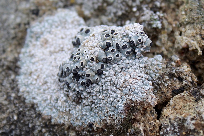 Thelomma Lichen photo 2