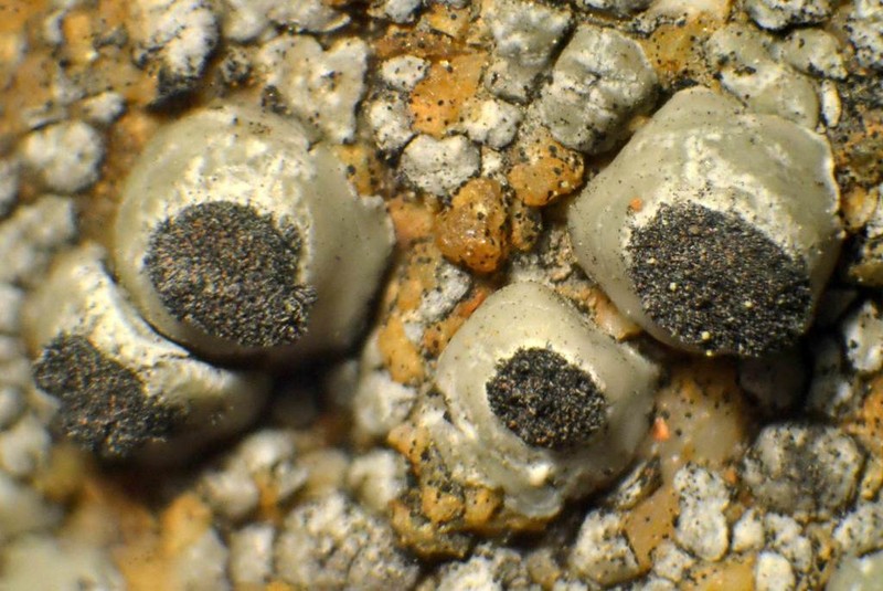 Thelomma Lichen photo 3