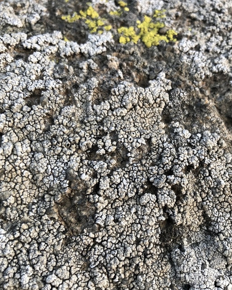 Thelomma Lichen photo 4