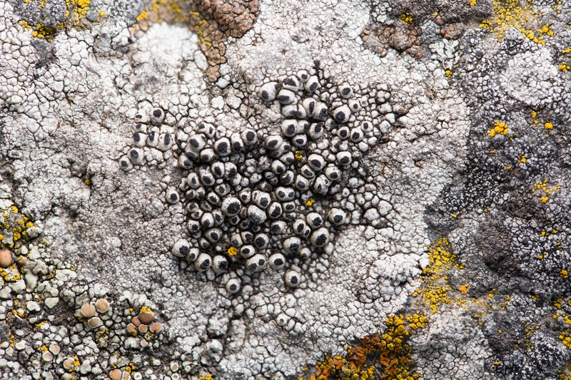 Thelomma Lichen photo 5