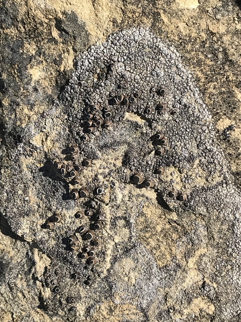 Thelomma Lichen photo 6