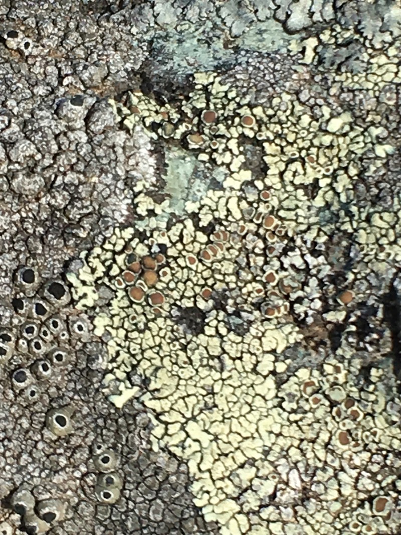 Thelomma Lichen photo 7