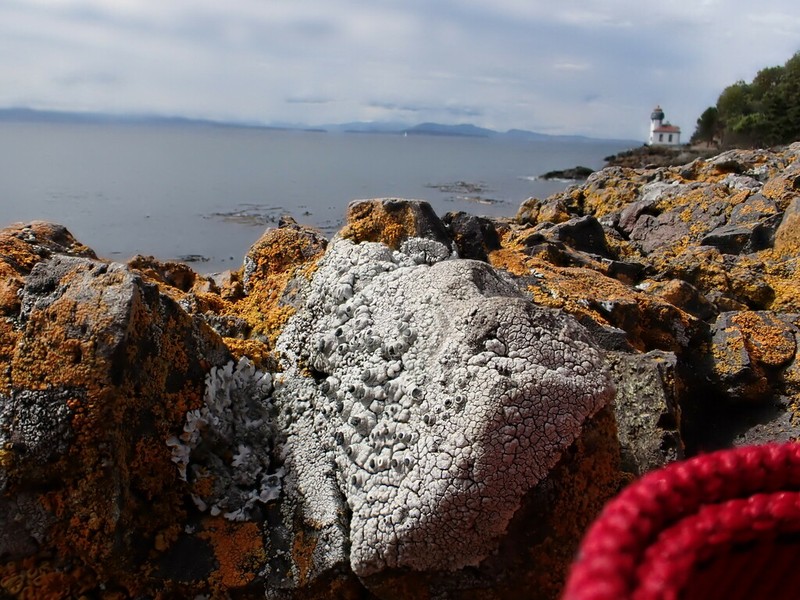 Thelomma Lichen photo 8