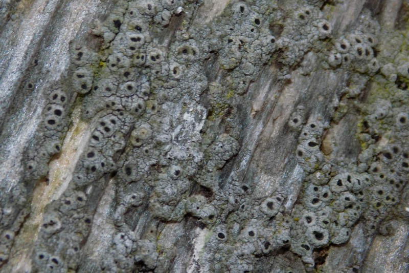 Western Thelomma Lichen photo 2