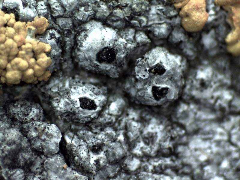 Western Thelomma Lichen photo 3