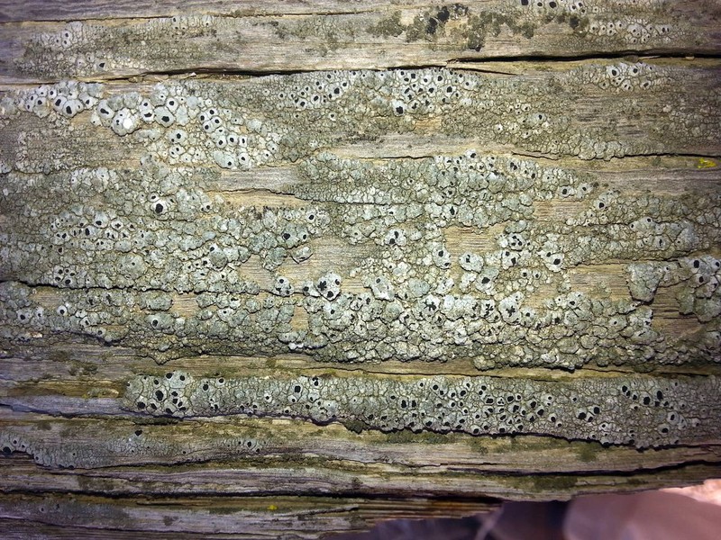 Western Thelomma Lichen photo 4