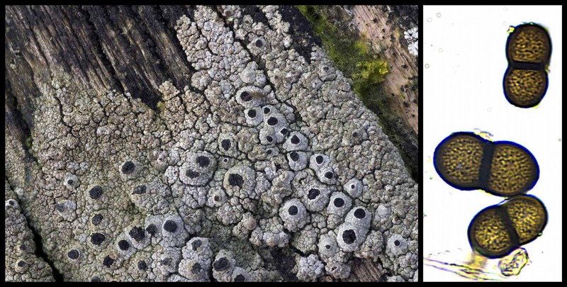 Western Thelomma Lichen photo 5