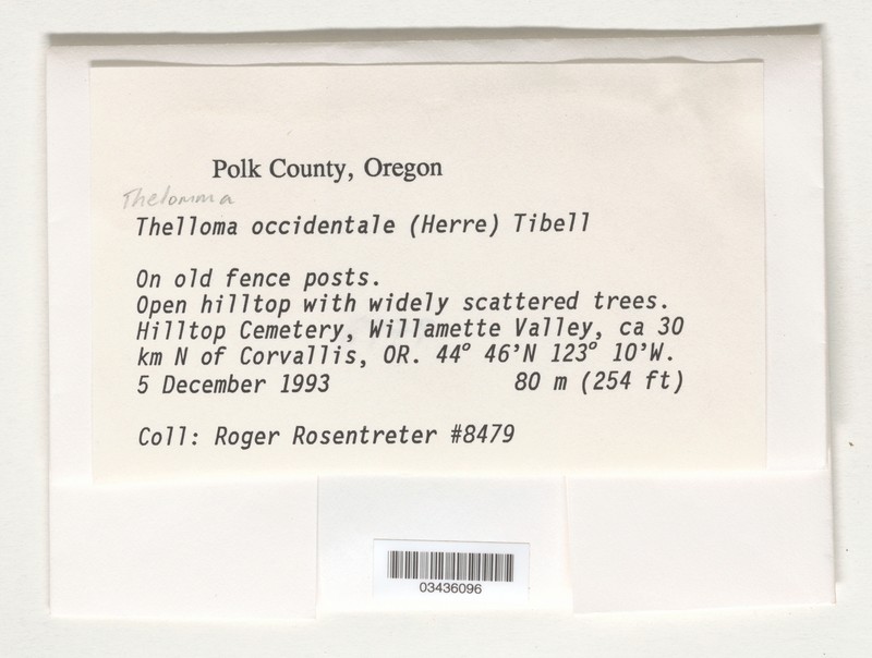 Western Thelomma Lichen photo 7