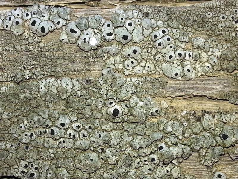 Western Thelomma Lichen