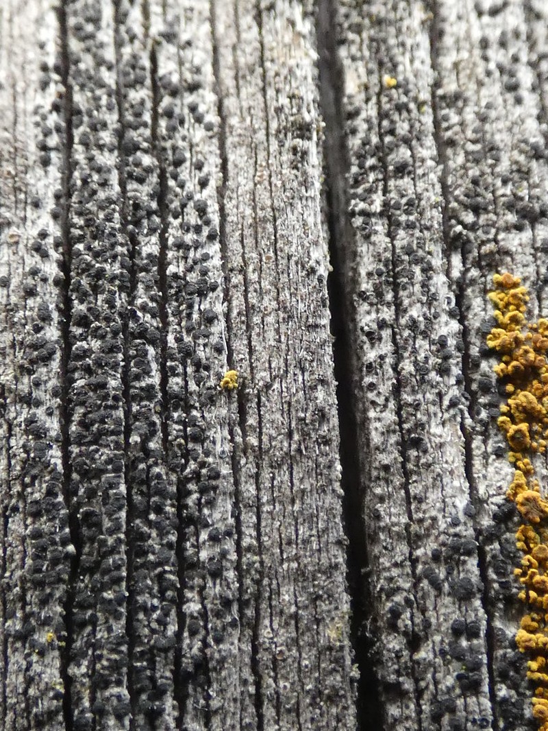 Thelomma Lichen photo 3